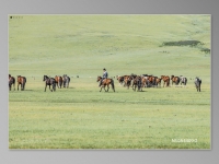 mongolia-web-site-477